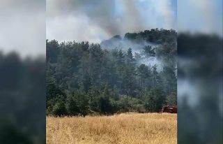 Bolu’da orman yangını