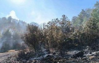 Bolu’da orman yangını kontrol altına alındı