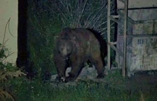 Bozayılar karınlarını doyurmak için ilçe merkezine...