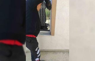 Bozüyük’te ’insan yüzlü örümcek’ görüldü