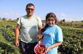 Bu çilek pazara inmeden satılıyor