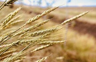 Buğday başakları altın sarısı renkleriyle göz...