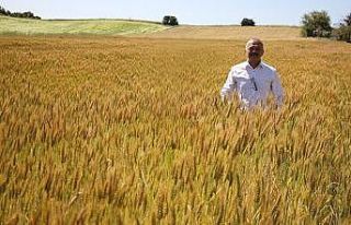 Buğday üreticisi sezondan umduğunu bulamadı