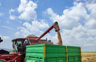 Buğday verimi Keşan çiftçisinin yüzünü güldürdü