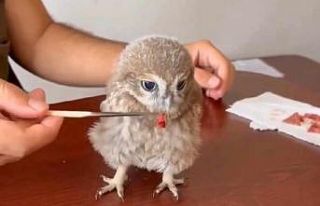 Bulunan yavru baykuş koruma altına alındı