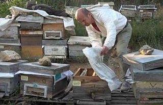 Bursa’da ilginç hırsızlık...Arıları kovanlarıyla...