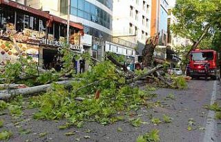 Bursa’da kökleri çürüyen asırlık çınar ağacı...