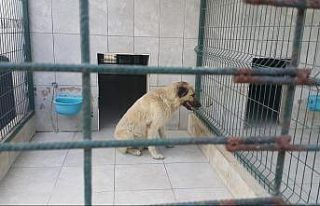 Bursa’da köpeğin saldırdığı çocuk yaralandı