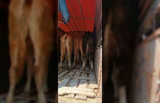 Büyükbaş hayvan hırsızlığında 4 tutuklama