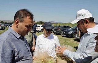 Büyükçekmece’de buğday hasat dönemi başladı