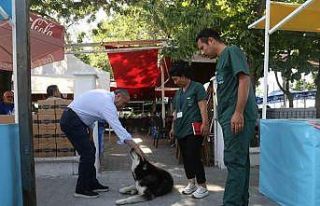 Büyükçekmece’de sokak hayvanlarının sağlık...