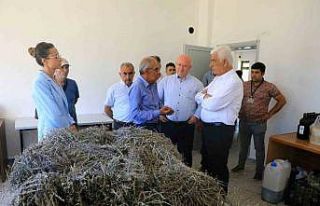 Büyükşehir desteği ile 212 dekar arazi Lavanta...