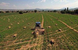 Büyükşehir kooperatiflere yem bitkisi dağıtımına...