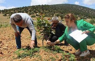 Büyükşehir’in Antep fıstığı fidanları yüz...