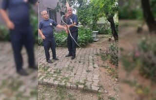 Çadıra giren yılanı itfaiye ekipleri yakaladı