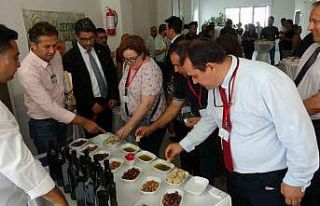 Çanakkale’de yüksek kaliteli zeytin ve zeytinyağı...