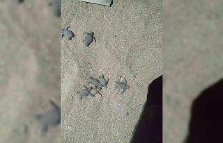 Caretta carettalar yuvalarından çıkıp denizle...