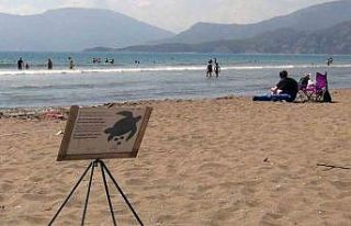 Caretta yuva sayısı 600’e ulaştı