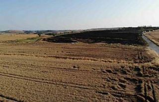 Çatalca’da 200 dönümlük buğday tarlası alev...