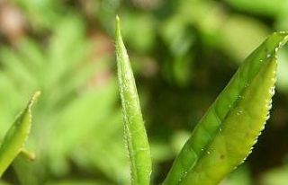 Çay üreticilerine ‘Beyaz çay’ için "Çay...