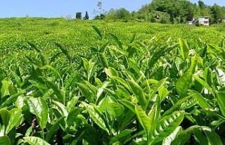 ÇAYKUR 2. sürgün yaş çay alımlarını kontenjansız...