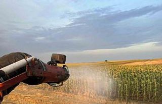 Çekirge istilasına karşı ilaçlama çalışması...