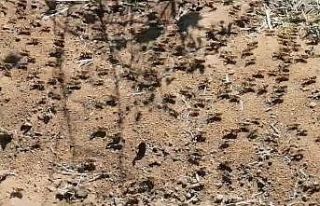 Çekirge istilasının sebebi oldu: Sırada büyük...