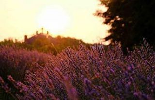 Cennet Vadisi’ndeki lavantalar görsel şölen oluşturdu