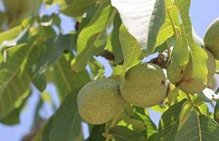 Cevizin rekoltesinde kayıp yok