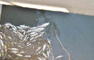 Ceyhan Nehri’nde balık ölümleri meydana geldi