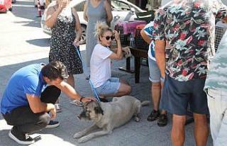 Çipleme, aşılama, genel sağlık kontrolü yapıyorlar