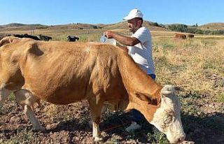 Çobanlar sıcaktan bunalan hayvanları, pet şişelerle...