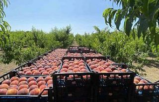 Coğrafi işaret tescilli Lapseki şeftalisi Rusya...