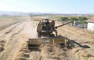 Çorum’da çiftçilere ata tohumu dağıtılacak