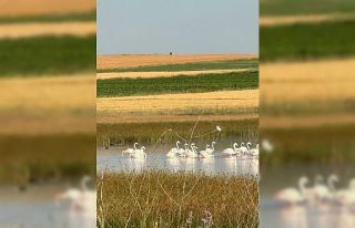 Çorum’da ilk kez flamingo görüldü