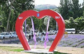 Çorum’daki lavanta bahçesinde hasat yapılacak