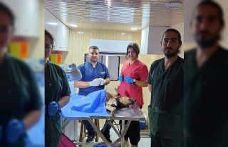 Dazkırı’da sokak hayvanlarına yönelik başlatılan...