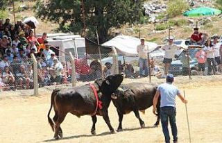 Demir telleri aşan boğalar seyircilerin arasına...