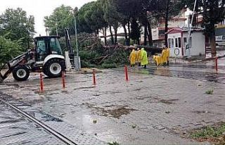 Demiryoluna ağaç devrildi seferler durdu