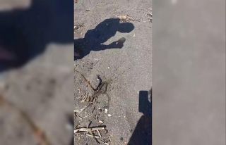Denizde yüzerken yılan bacağına dolandı