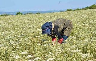 Denizli Kekiğinde hasat zamanı