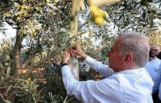 Denizli’de zeytin sineğiyle mücadele başlatıldı