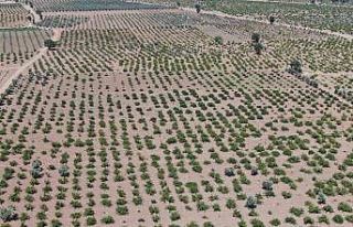 Deprem ve aşırı sıcaklar üzümdeki rekolteyi...