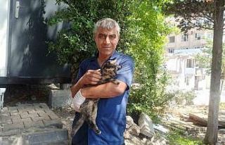 Depremzede sokakta kalan kedileri sahiplendi