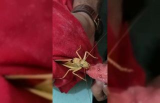 Dev çekirgeye karpuz yedirdi