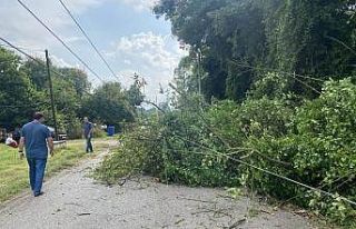 Devrilen ağaç elektriksiz bıraktı