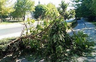 Devrilen ağaç yaya ve bisiklet geçişlerine engel...