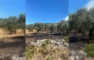 Didim’de makilik ve zeytinlik yangını korkuttu