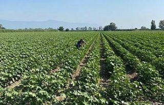 Didim’deki pamuk tarlalarında çizgili yaprak kurdu...