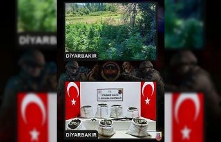 Diyarbakır’da 357 bin kök Hint keneviri, 86 kilo...